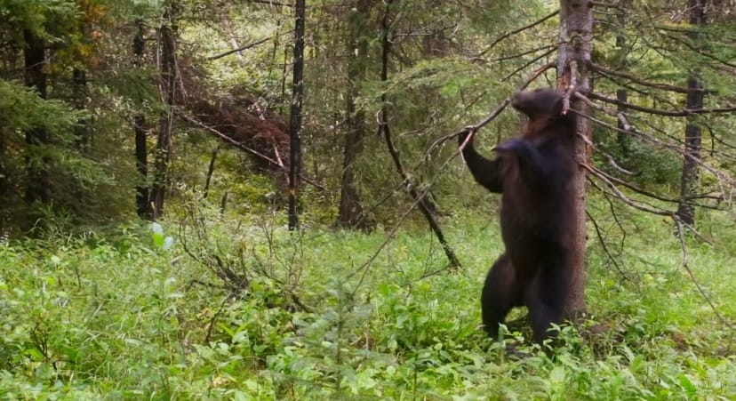 Megőrjítik a netet David Attenborough táncoló medvéi – videó