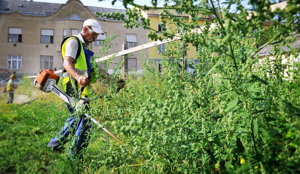 Térképen, hogy hol a legrosszabb most az allergiásoknak