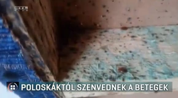 Poloskainvázió egy budapesti pszichiátrián: március végére végezhetnek az irtással