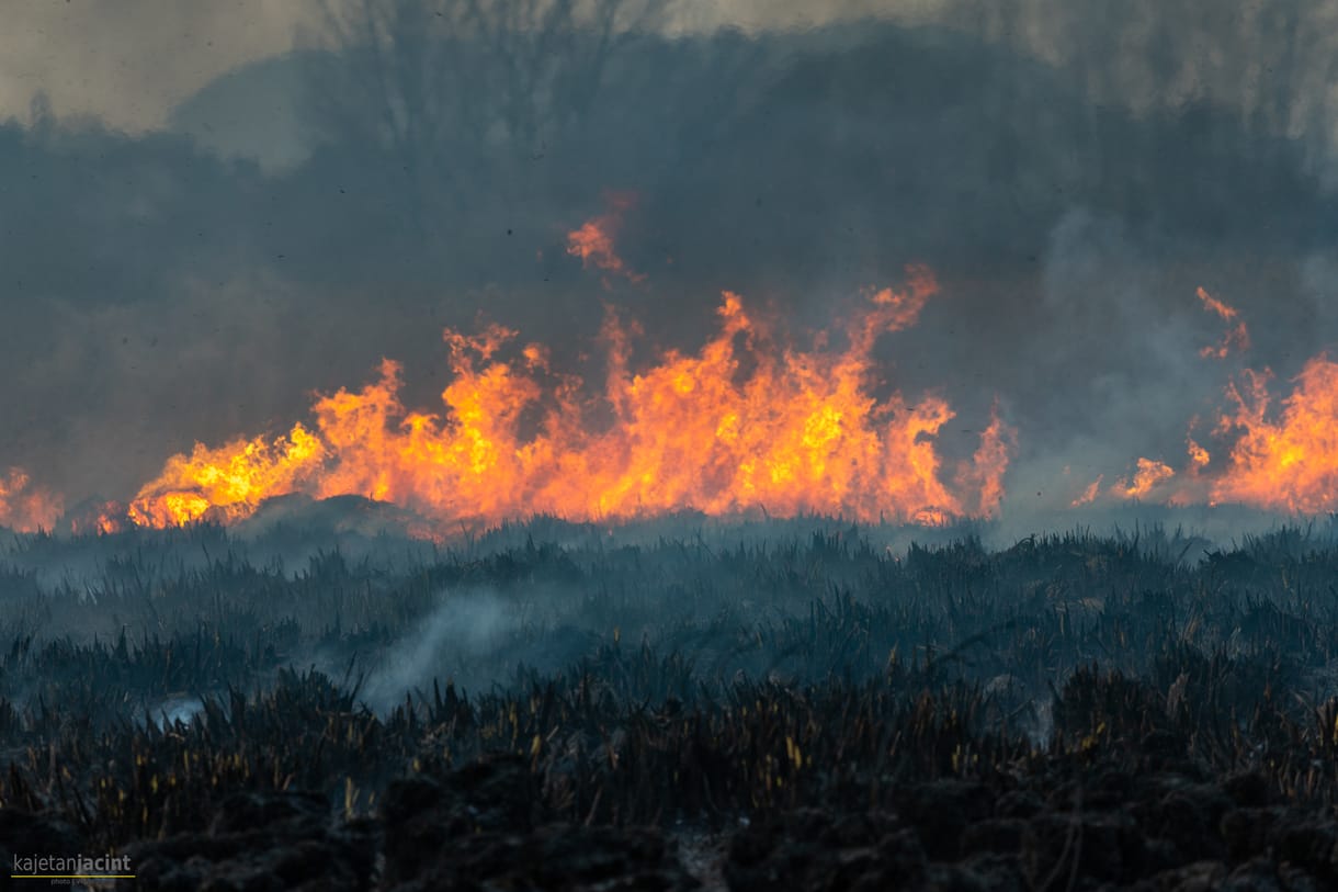 15 hektáron lángolt a nádas Fonyódnál