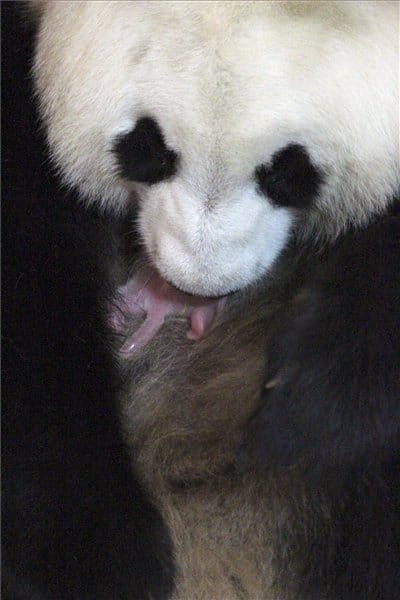 Fotó: Nem kell messzire menni egy pandabocsért