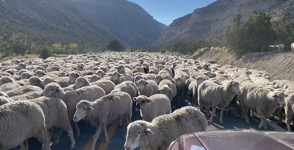 Gigantikus birkanyáj blokkolt egy utat Utahban – videó