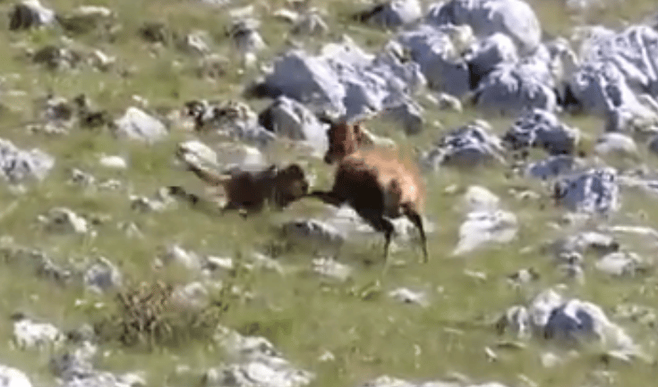 Videó: Elkergette a gidájára vadászó farkast a bátor őz