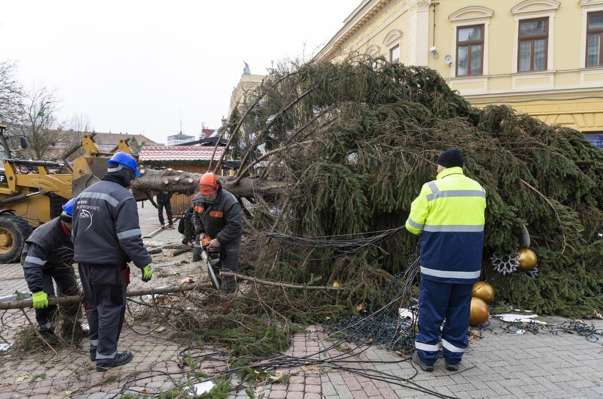 Meglepő tanács Ürge-Vorsatz Diana klímakutatótól: Vegyünk minél nagyobb, vágott karácsonyfát!