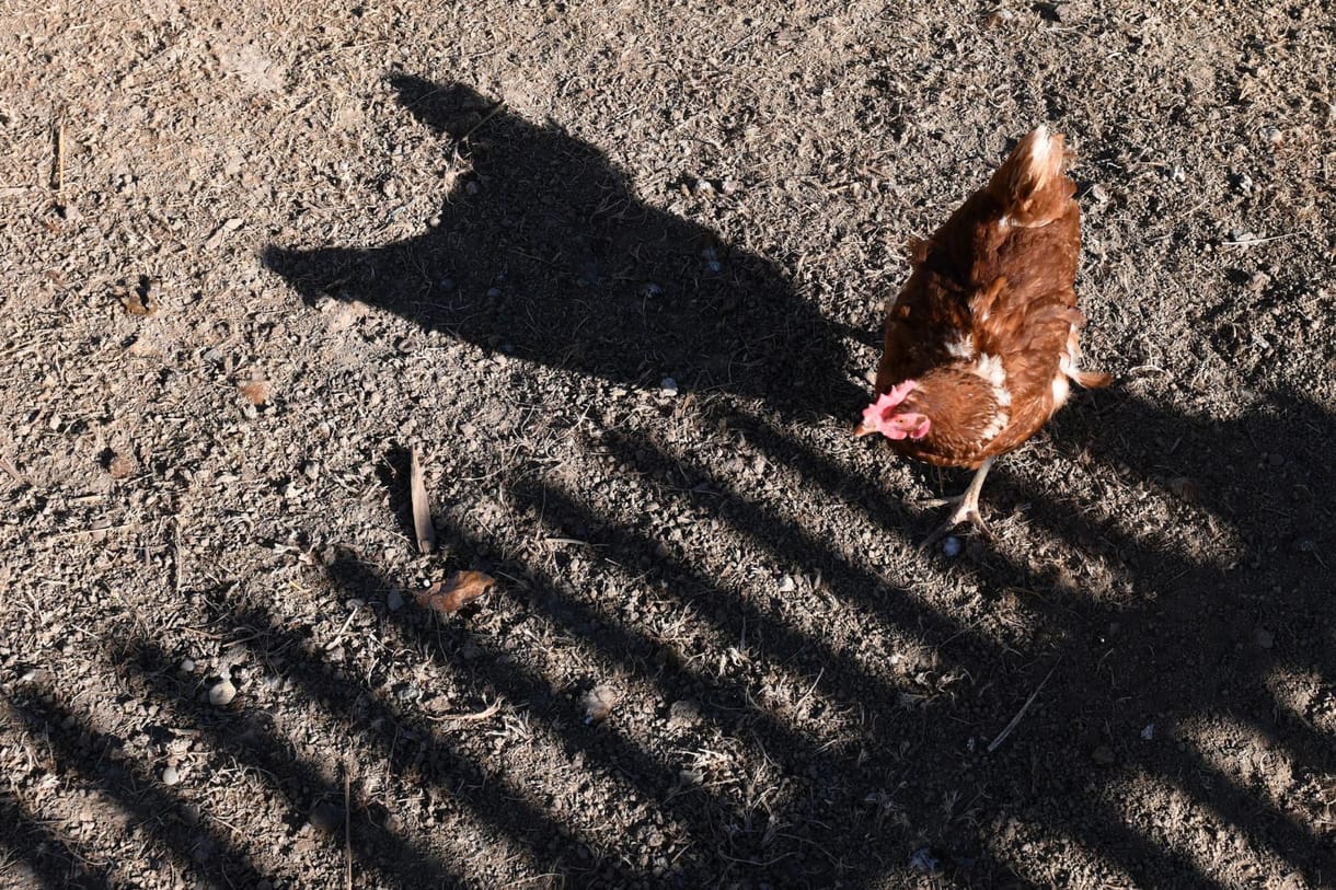 Idénymunkást faragna a munkanélküli egyetemistákból és vendéglátósokból az agrárminiszter
