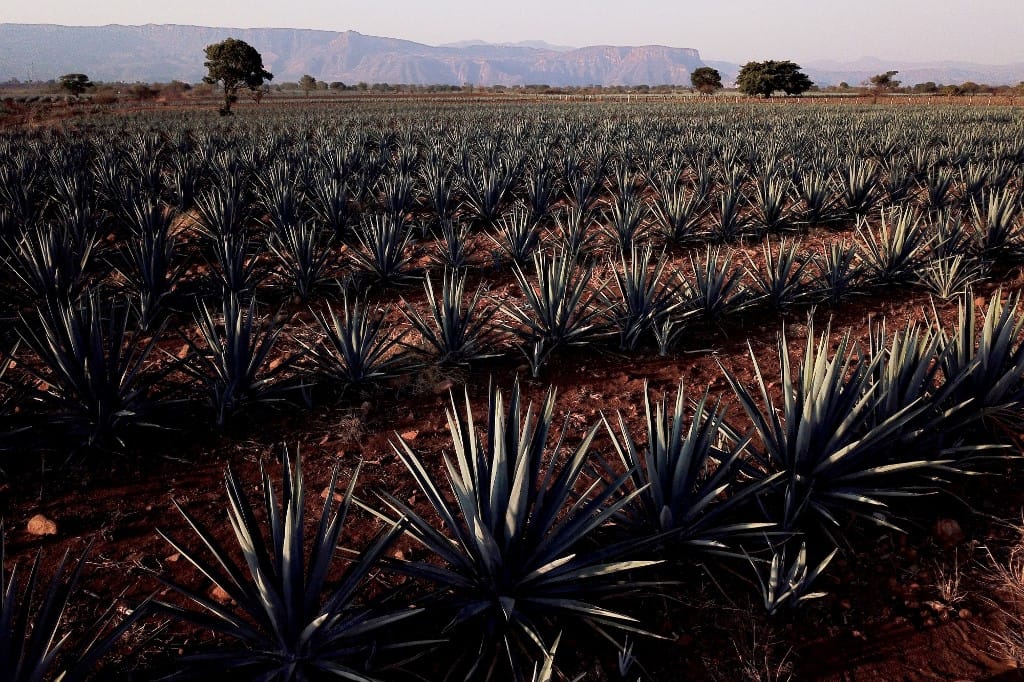 Tequila mellett kézfertőtlenítő is készülhet agávéból