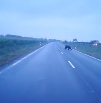 Átfutott a medve az úton Makónál, majd eltűnt a kukoricásban – videók
