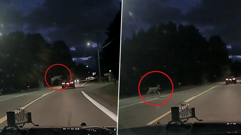 Könnyedén átugrotta a szarvas az érkező autót – videó