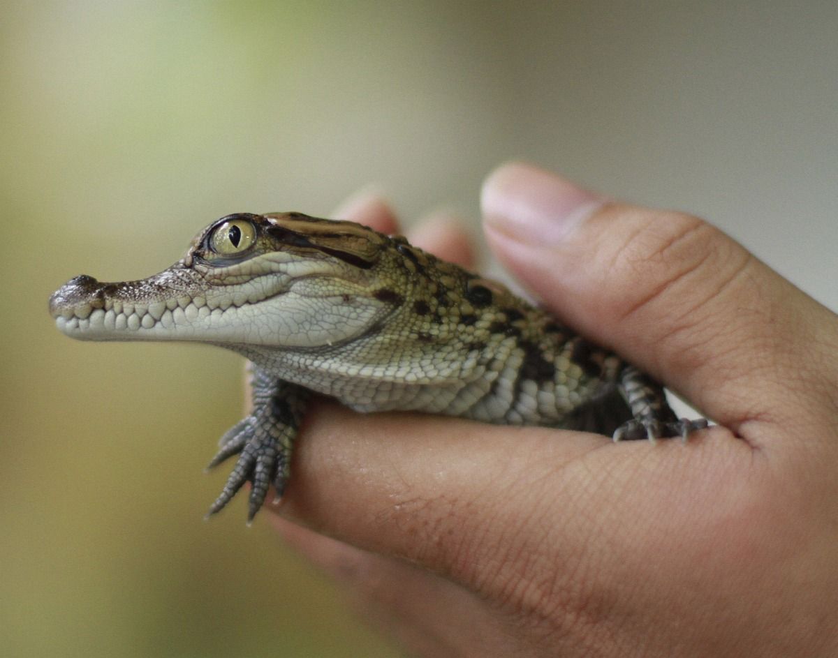 A nap képe: sziámi krokodil született Laoszban