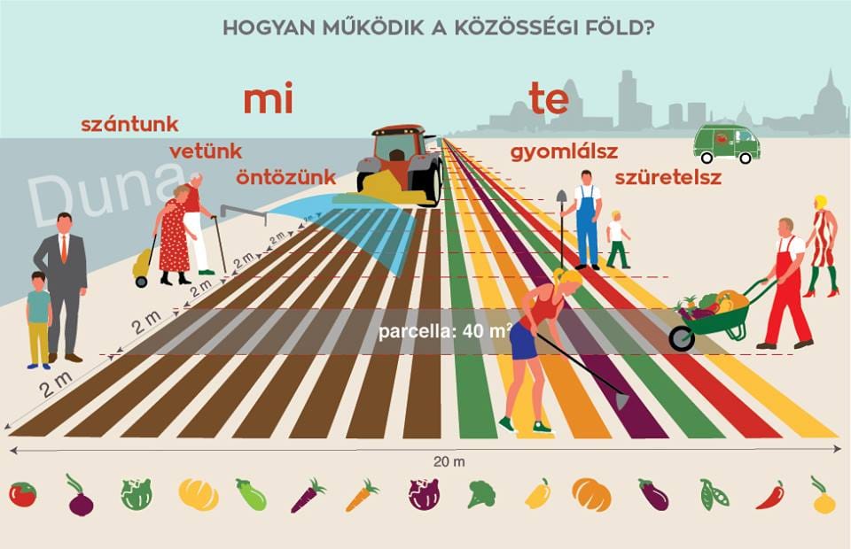 Új szintre emelkedik az urbánus kertészkedés Budapesten