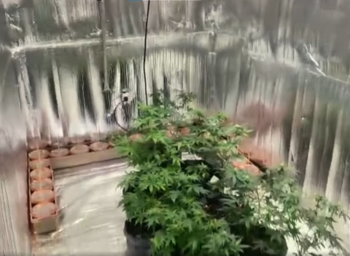 Szekrény mögötti titkos szobában találtak kannabiszültetvényt a bajai rendőrök