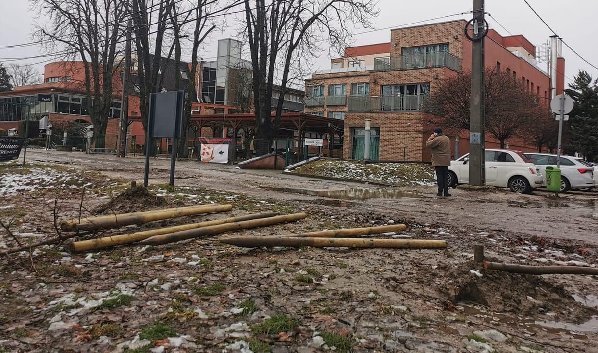Engedély nélkül, értelmetlenül vágtak ki több frissen ültetett fát a Rómain, a rendőrség intézkedik