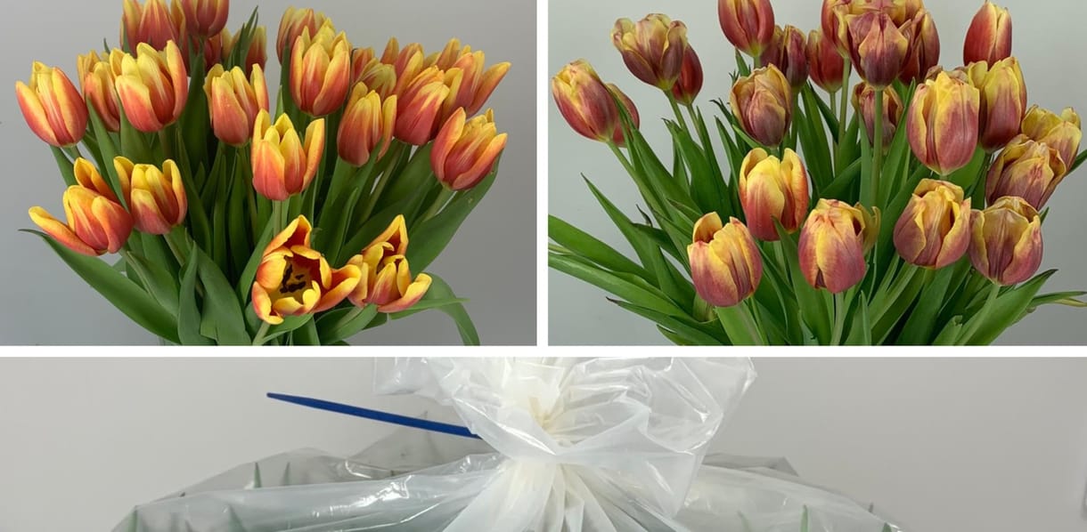 Kitalálták a csomagolást, amely víz nélkül is 28 napon át tartja frissen a tulipánokat