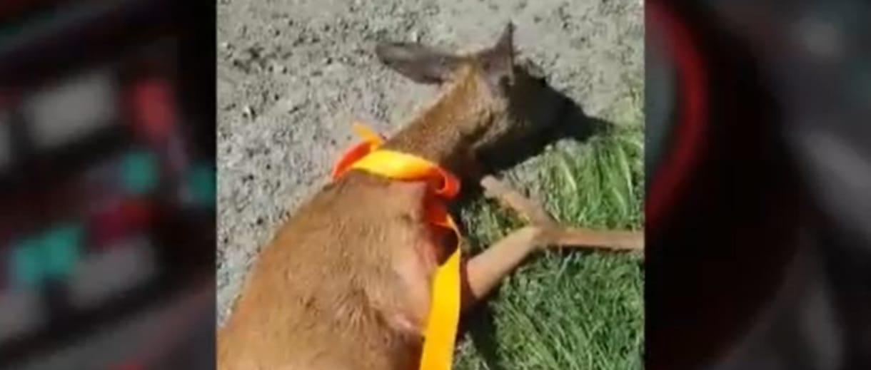 Spaniferrel húzta ki az őzet az öntözőcsatornából - videóval
