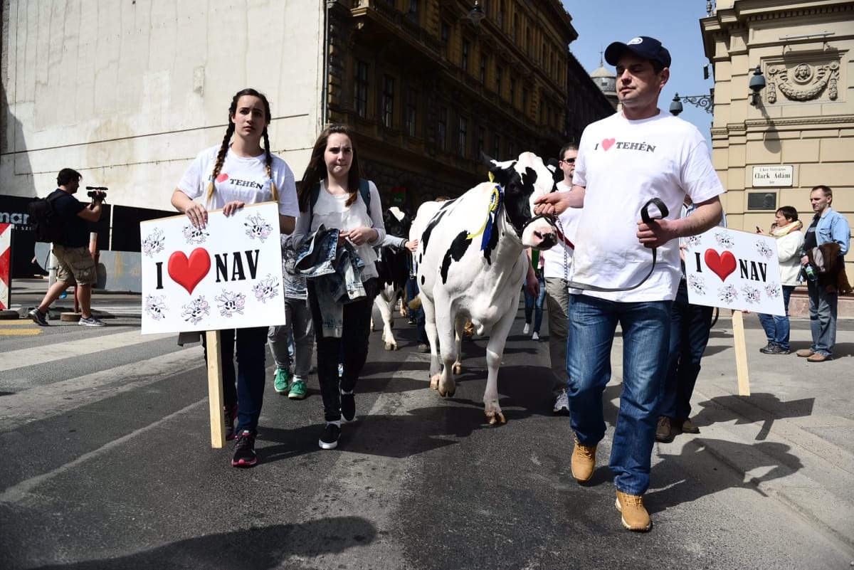 Így előzné meg a kormány a tejpiaci összeomlást