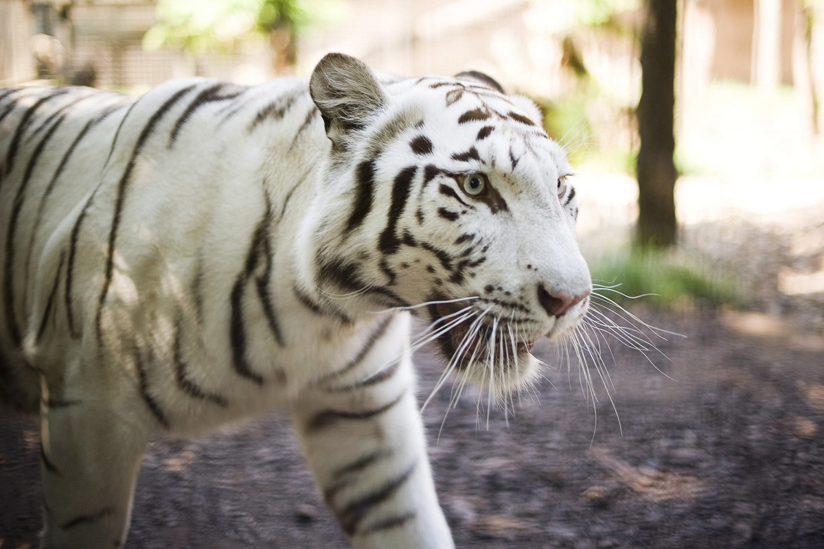 Fotó: fehér tigris az év állata Nyíregyházán