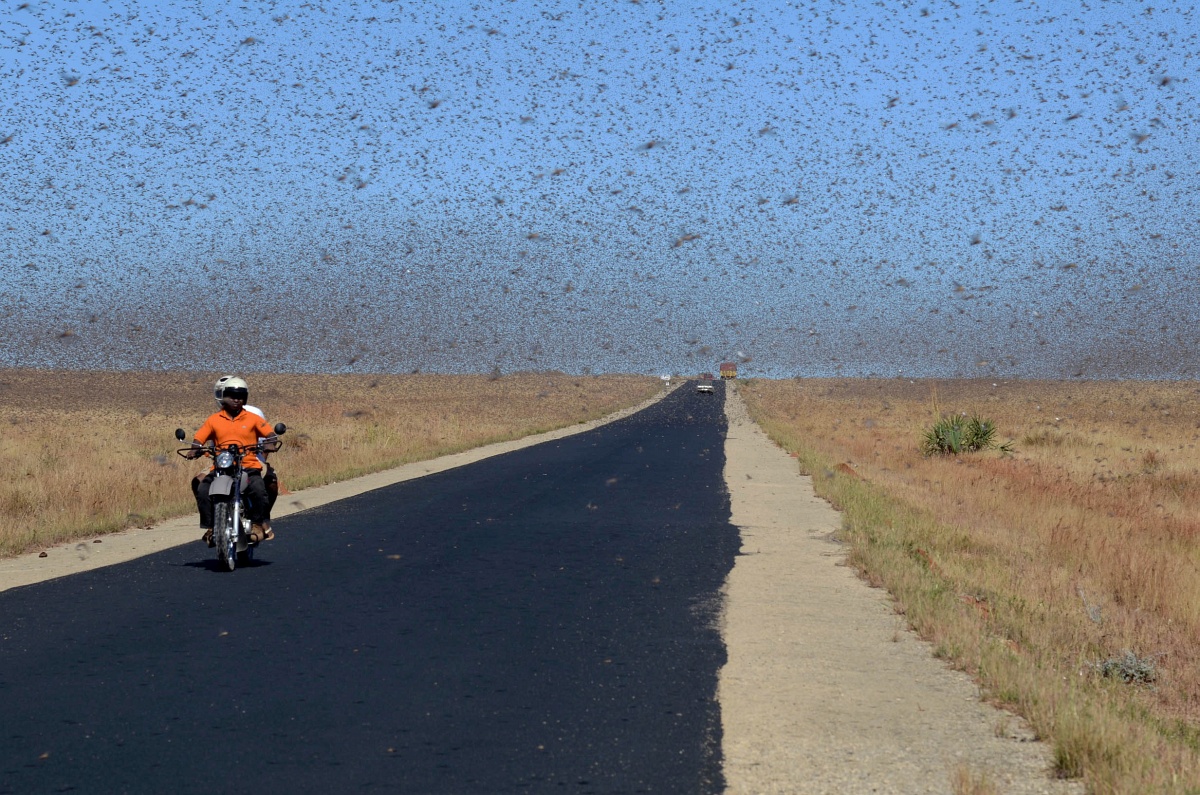 Fotók: Brutális sáskajárás Madagaszkáron