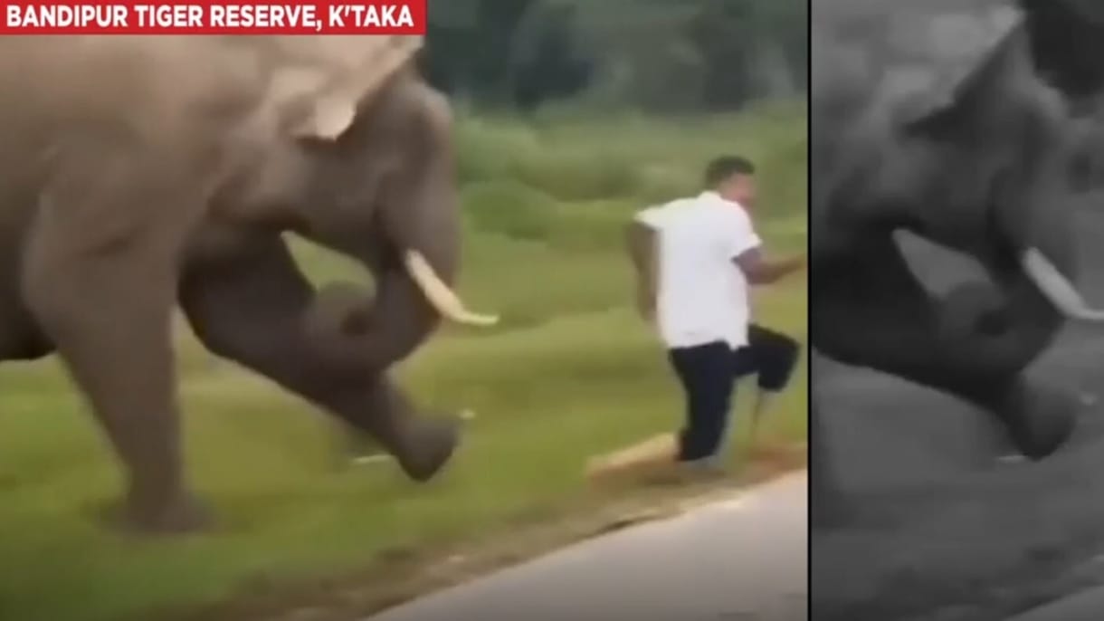 Videóra vették, ahogy megtaposott egy elefánt egy turistát Indiában