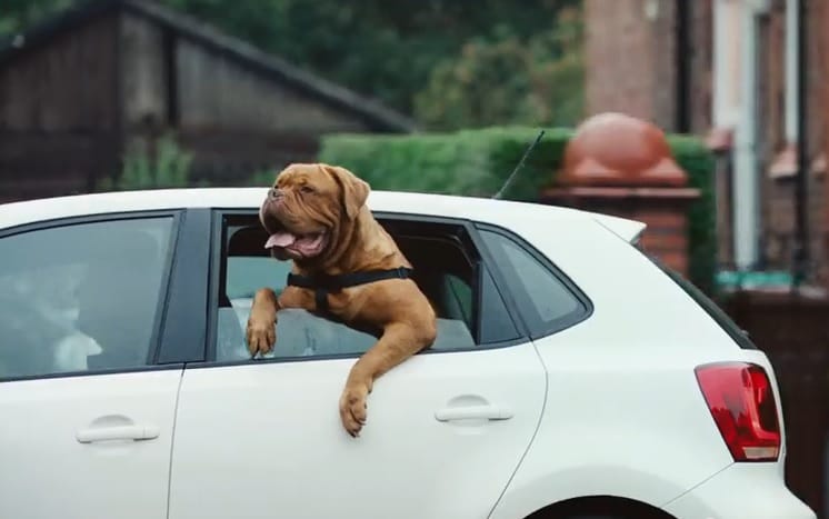 Videó: minden kutyához illik egy Volkswagen