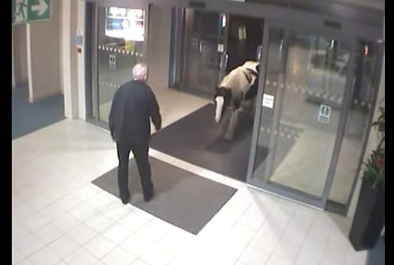 Videó: Miért nem hagyják már békén a rendőrök ezt az aranyos lovacskát?