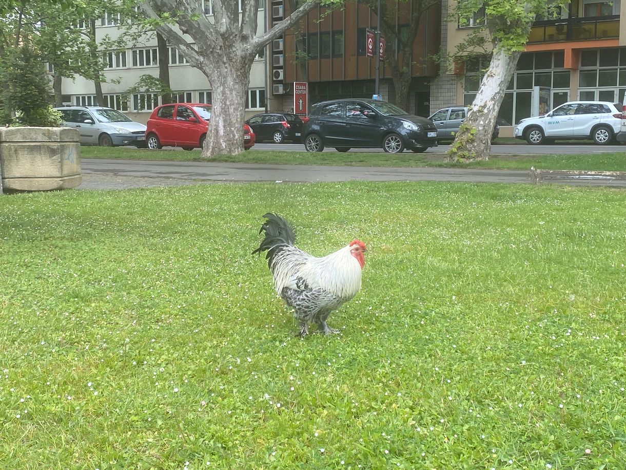Elpusztult Sanyi, a bántalmazott békéscsabai közkakas
