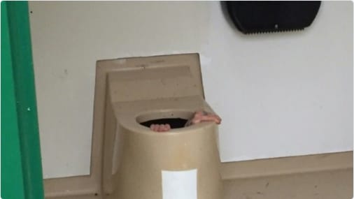 Lackfi János: Szakszerű útmutatás
