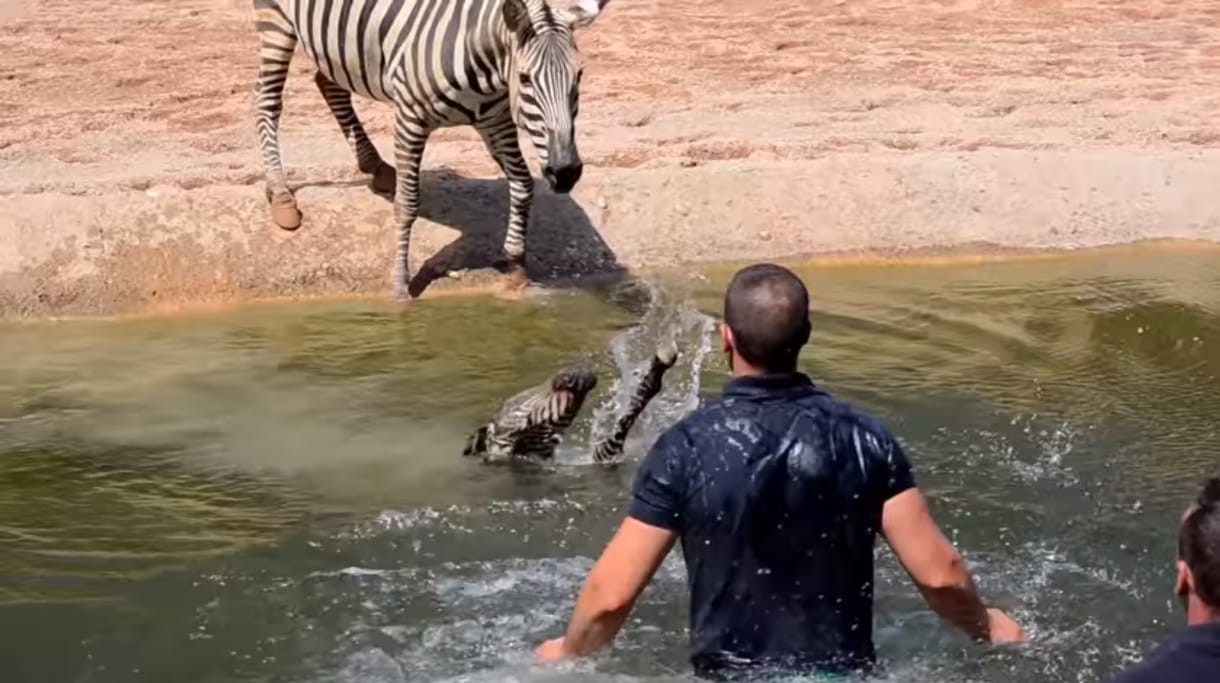Születése után rögtön majdnem belefulladt a tóba a kiszebra, gondozók mentették ki – videó