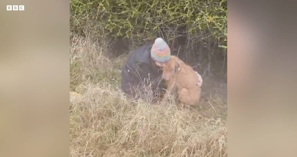 Hőkamerás drónnal kerestek és találtak meg egy magyar vizslát Angliában – videó