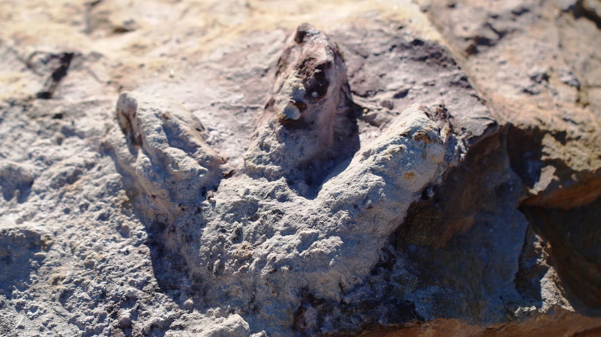 100 millió éves dinoszaurusz-lábnyomokat talált egy vendég egy kínai étterem udvarán
