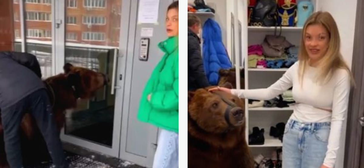 Hazavitt egy kétmázsás medvét az egyéves kisfiához egy orosz TikTok-influenszer