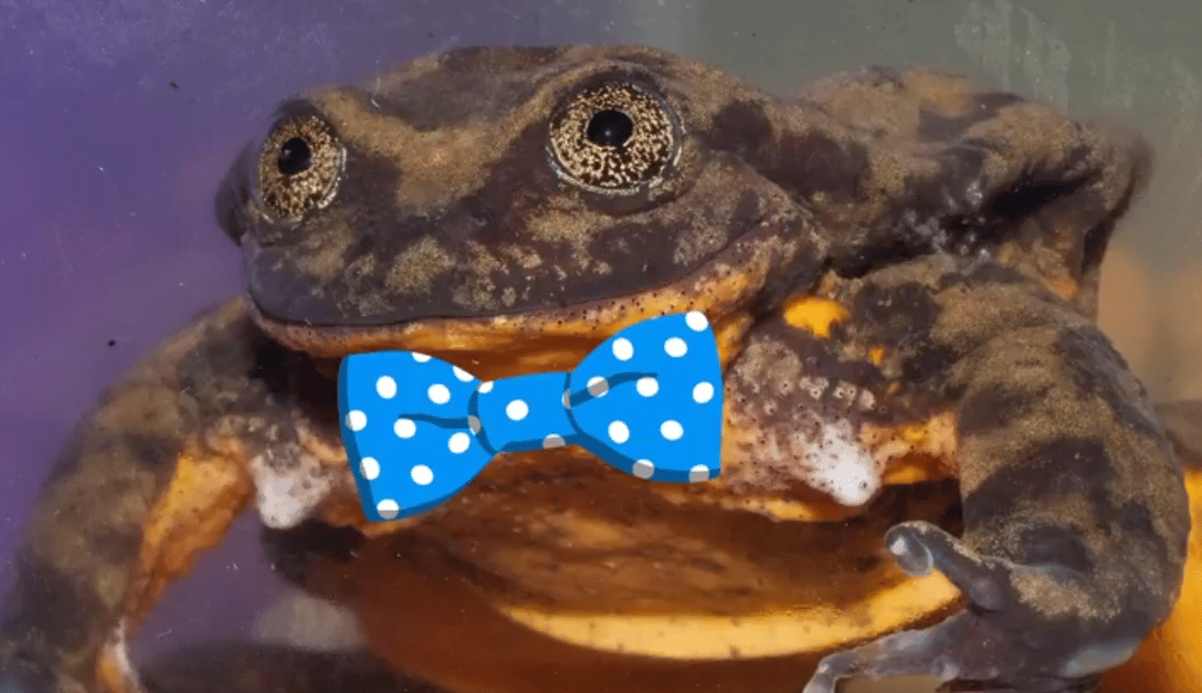 Interneten keresnek partnert egy vízibékának