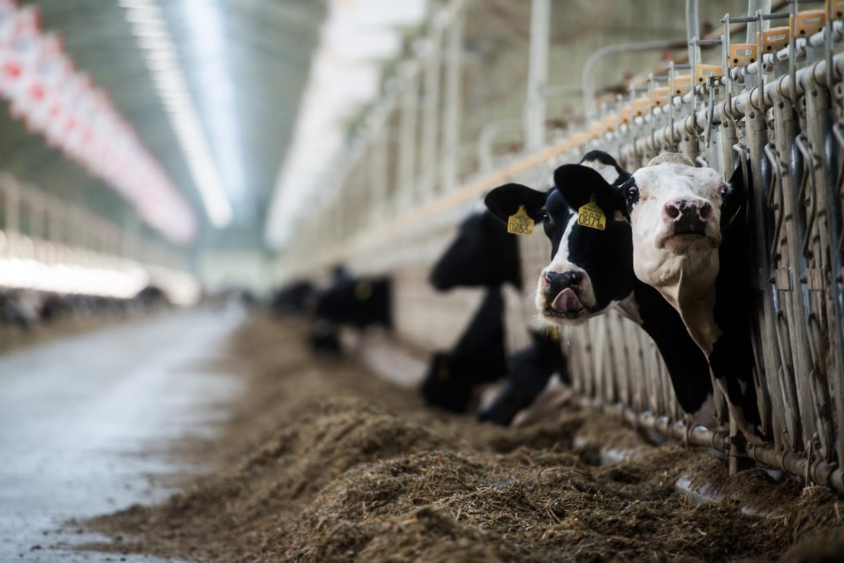 Csányi Sándor cége ráfekszik az agrárszakképzésre 