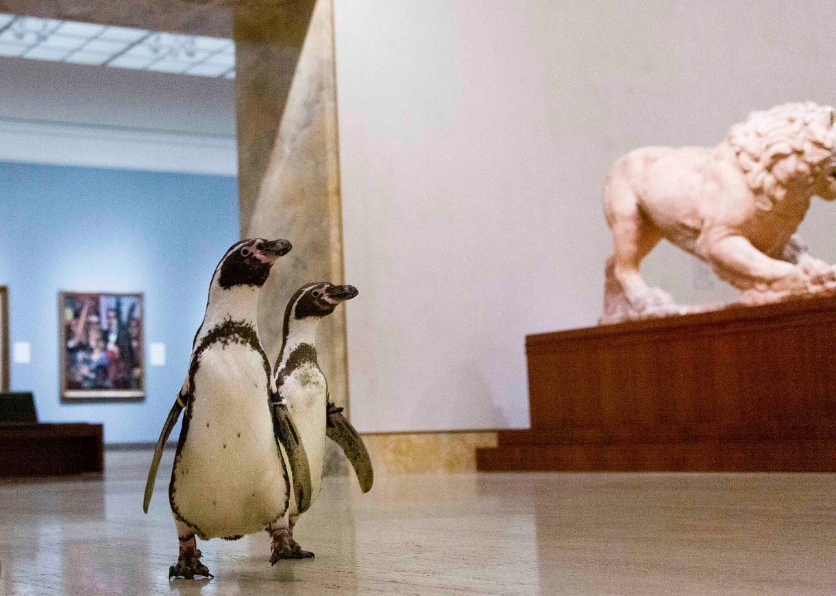 Múzeumlátogatásra vittek pingvineket, hogy ne unatkozzanak