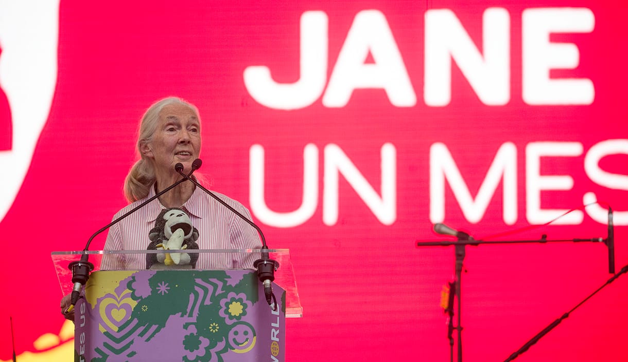Jane Goodall őshonos fákat ültetett a Sas-hegyen