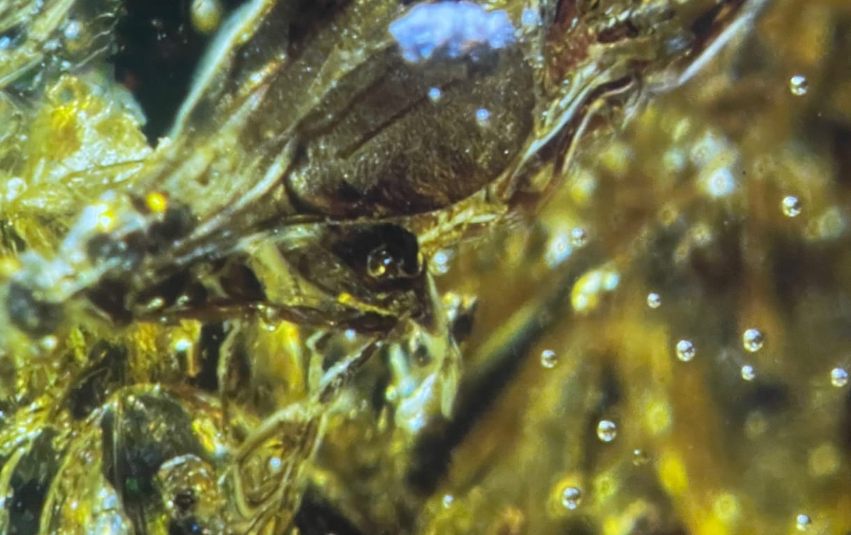 Az ember kiváltságos helyzetét kérdőjelezi meg a kortárs képzőművészet szupersztárja, Pierre Huyghe velencei kiállítása