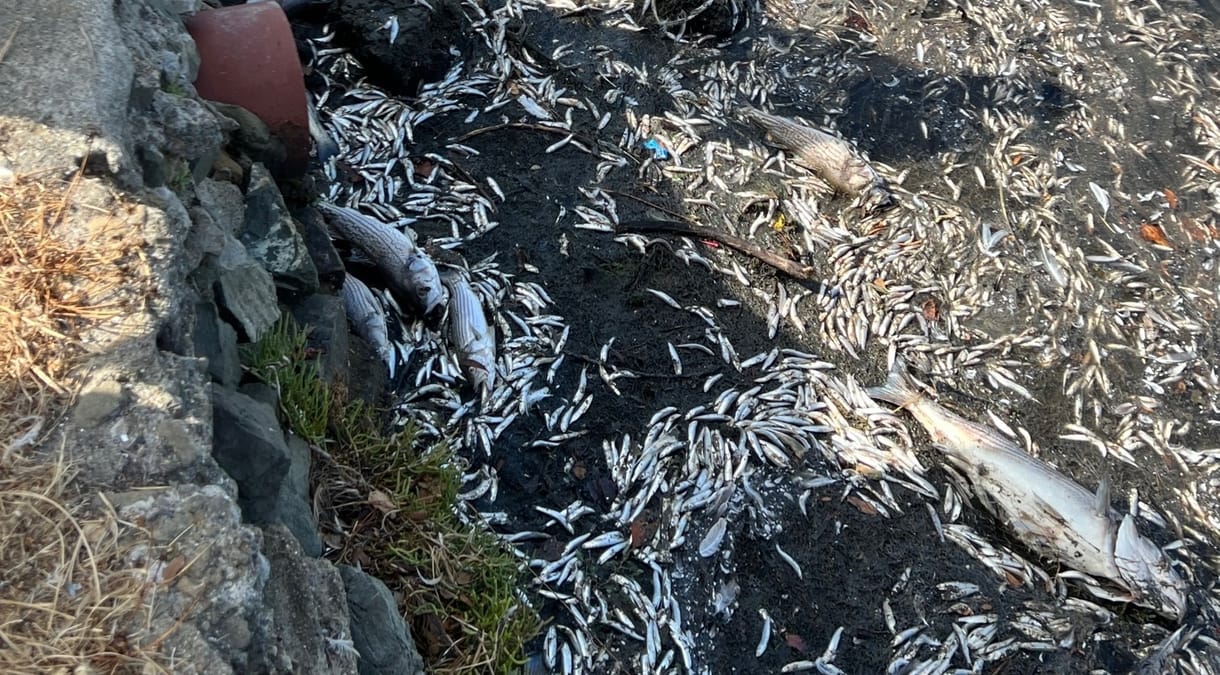 Rothadó haltetemek ezreit sodorja a víz a partra San Franciscónál, egy alga elszívja előlük az összes oxigént