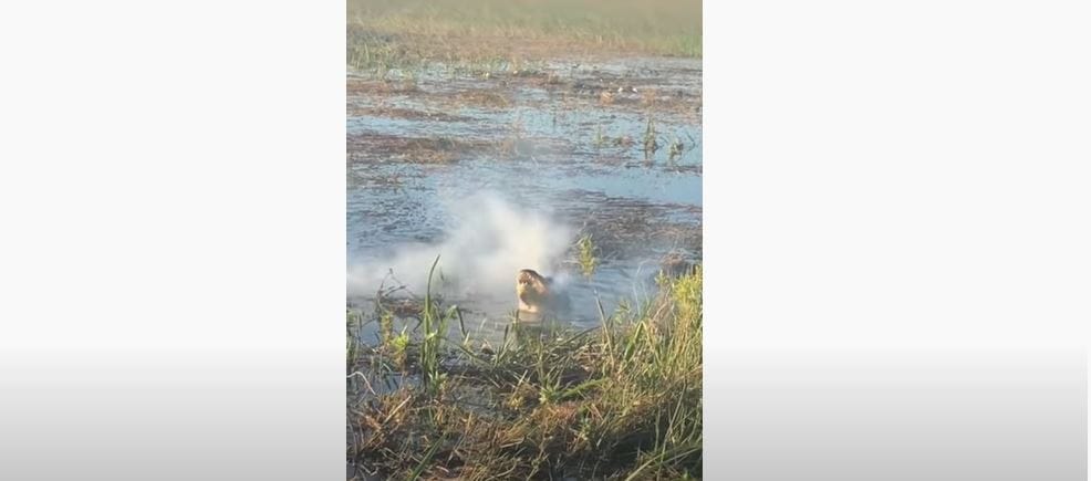 Egy aligátor bekapott egy drónt, mire az kigyulladt a szájában – videó