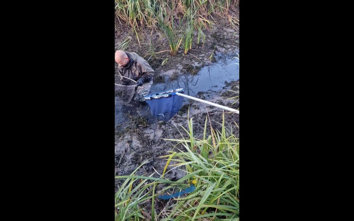 Vergődő halakat mentettek a halőrök a Balatonnál