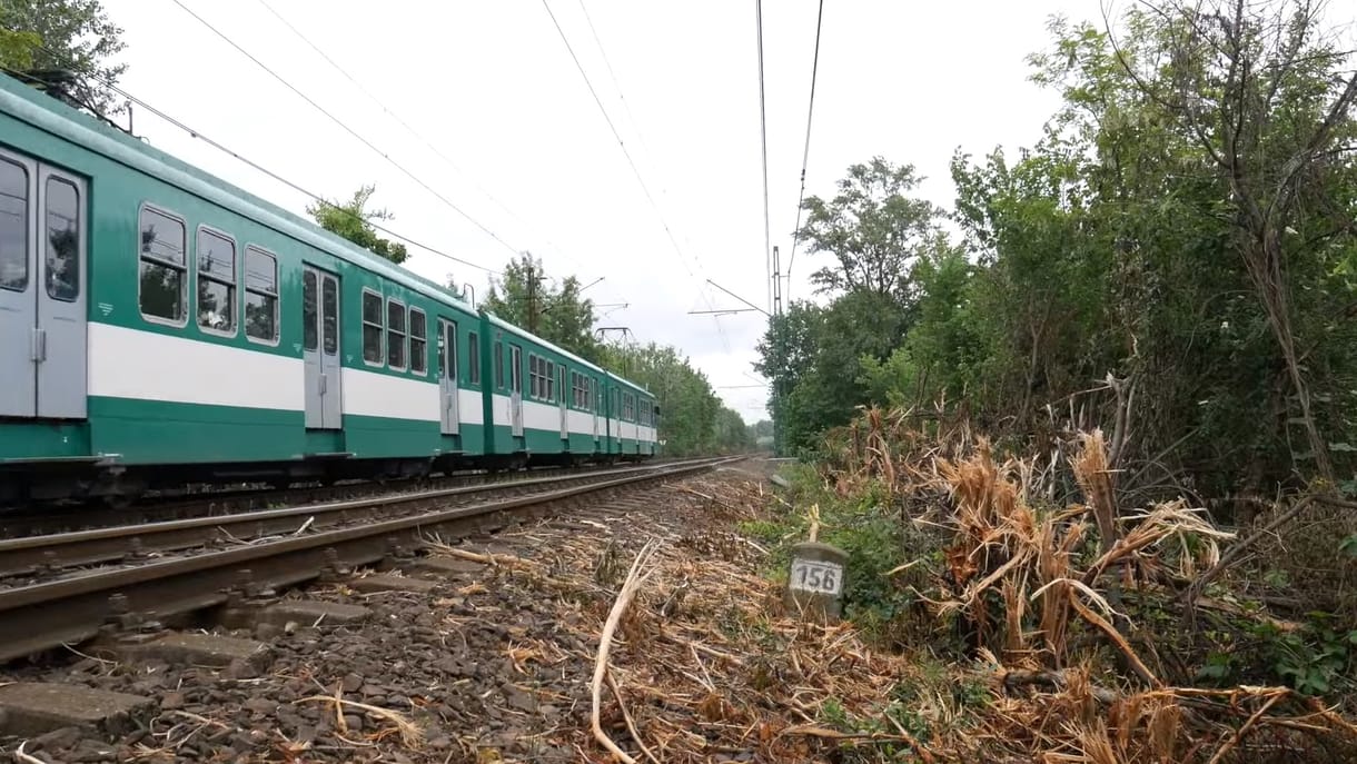 Kilométereken át megcsonkították a fákat a HÉV vonalán