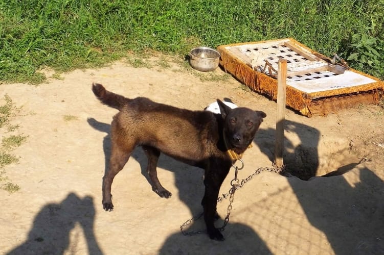 A tűző napon tartotta kikötve kutyáit egy nő Berettyóújfalun