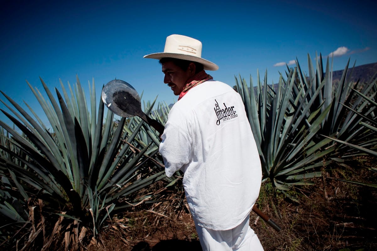 Citromba haraphatunk, sót nyalhatunk, de búcsút mondhatunk az olcsó tequilának