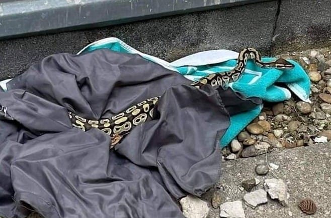 Megint meglógott egy kígyó Erzsébetvárosban