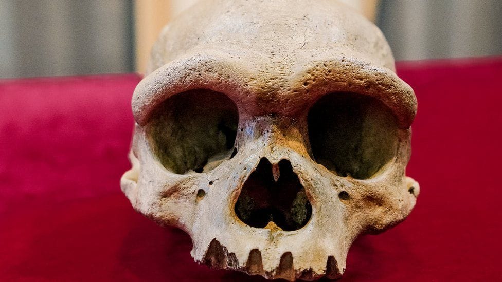 Íme, a „sárkányember”: kutatók egy eddig ismeretlen emberfaj koponyájára bukkantak