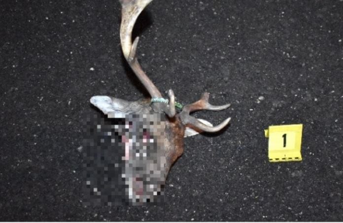 Levágott szarvasfejet találtak a rendőrök egy csomagtartóban