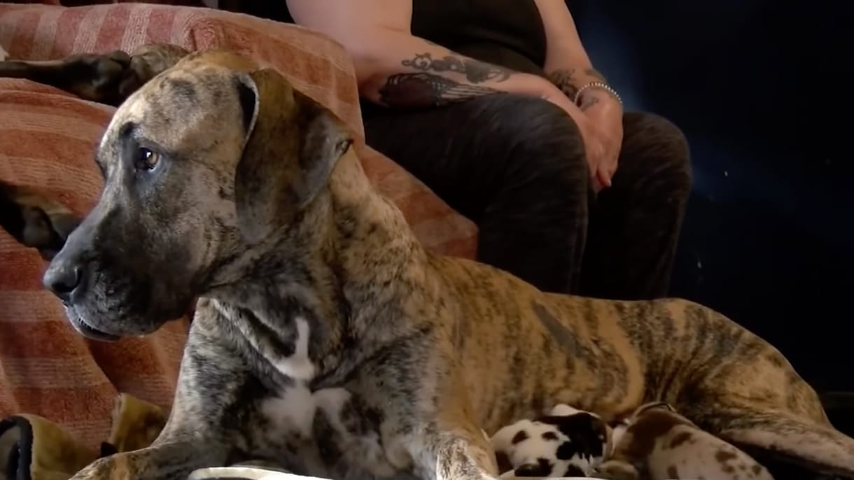 27 óra alatt 21 kiskutyának adott életet egy német dog