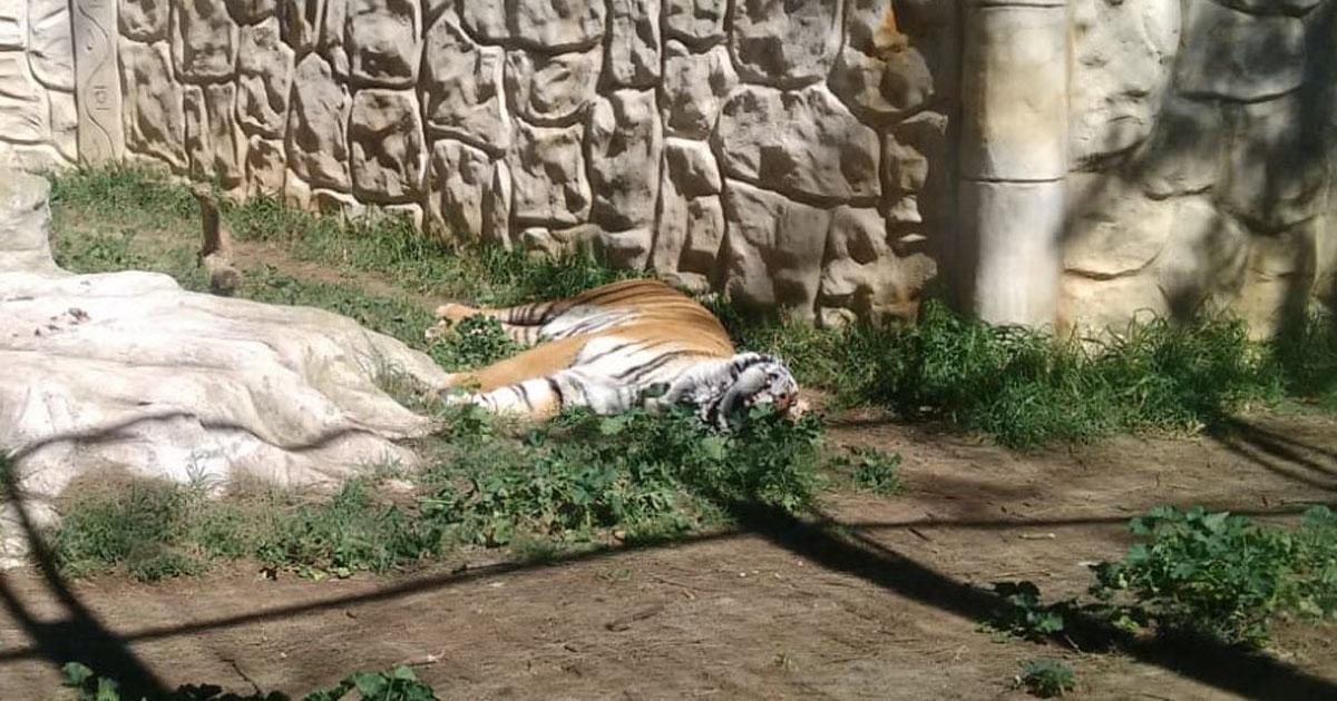 Tigris és medve nyomorog egy elhagyott állatkertben