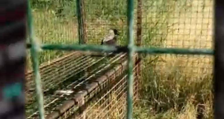 Magára hagyták a nagy hőségben a befogott madárakat, néhány el is pusztult Dócnál