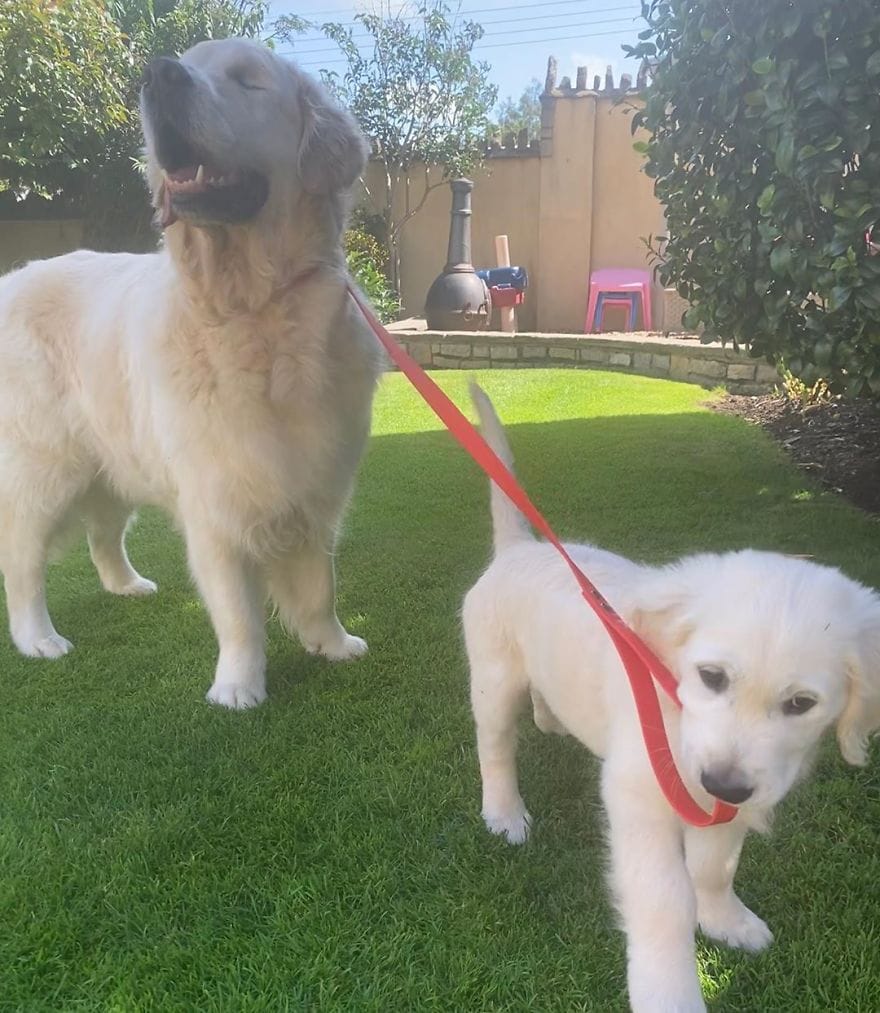 Saját vakvezetőkutyát kapott a látássérült golden retriever