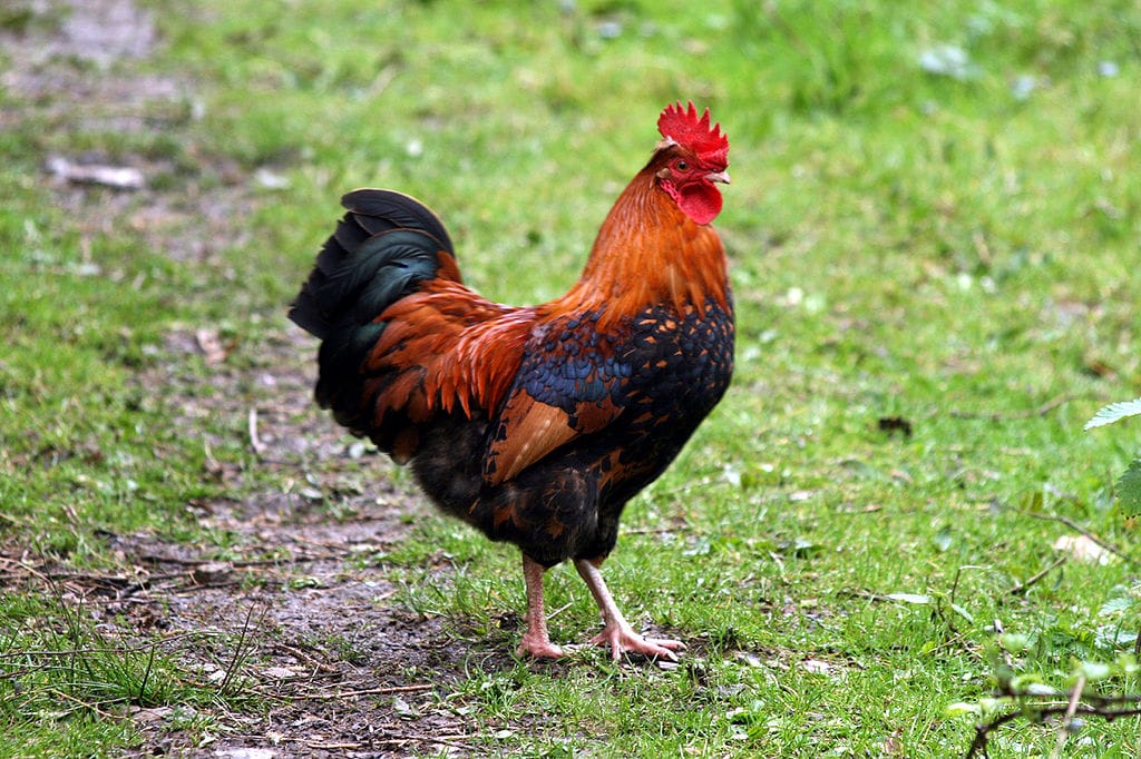 Kakasa ölt meg egy idős nőt Ausztráliában