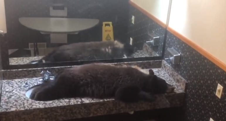 Női mosdóban lazult egy medve Montanában – videó